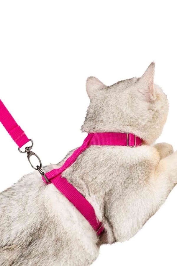 Chest Collar and Leash Set - Image 3