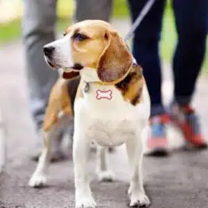 Plaque en acier inoxydable pour animaux de compagnie