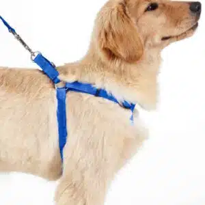 Nunbell Harnais pour Chien