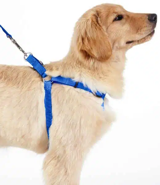 Nunbell Harnais pour Chien