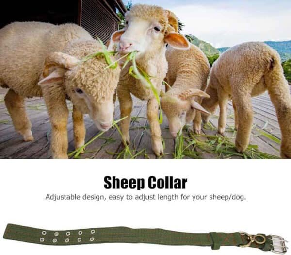 Heavy Duty Collars - Image 5